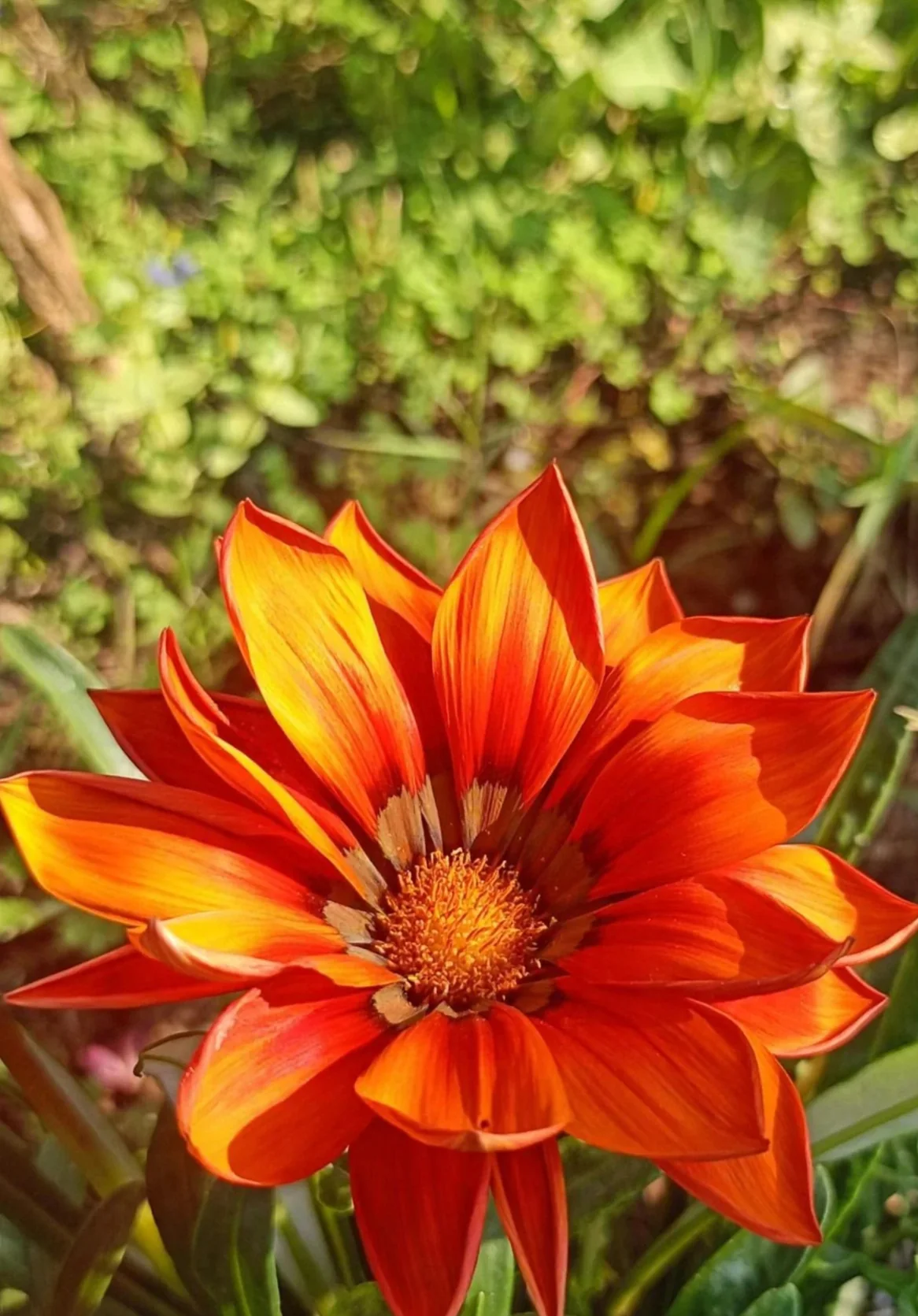 Gazania