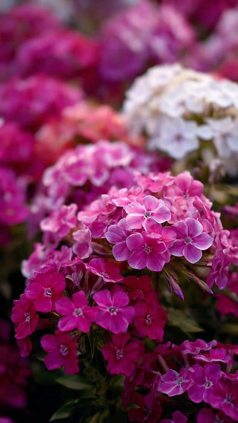 Phlox