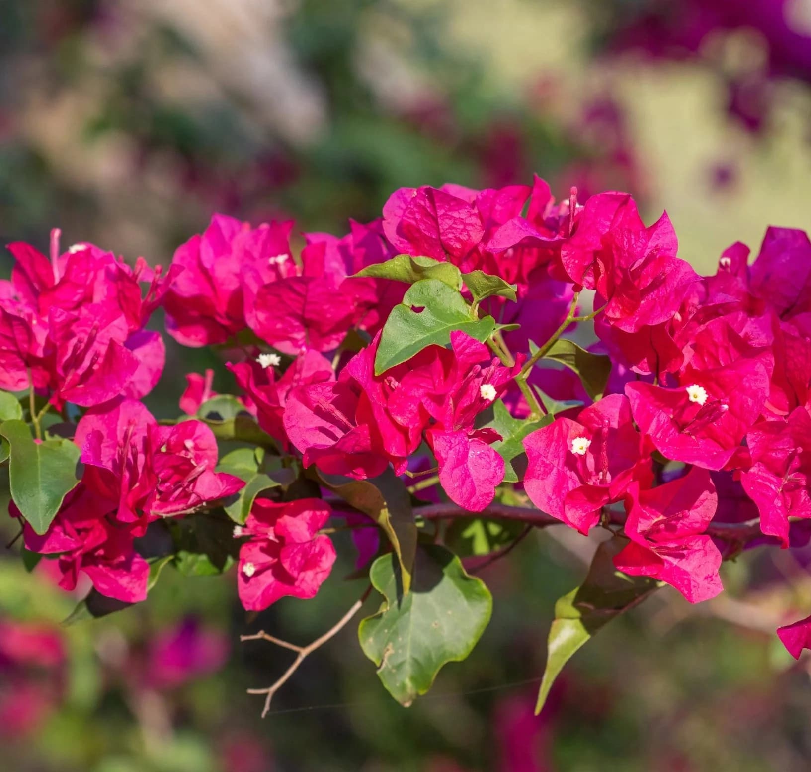 Bougainvillea