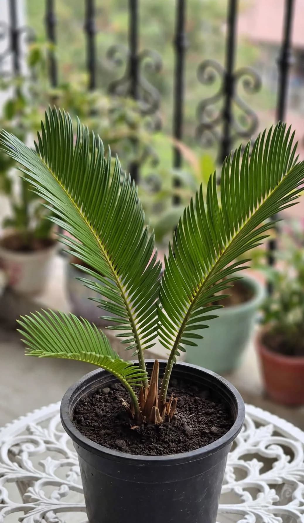 Cycas Palm (Young)