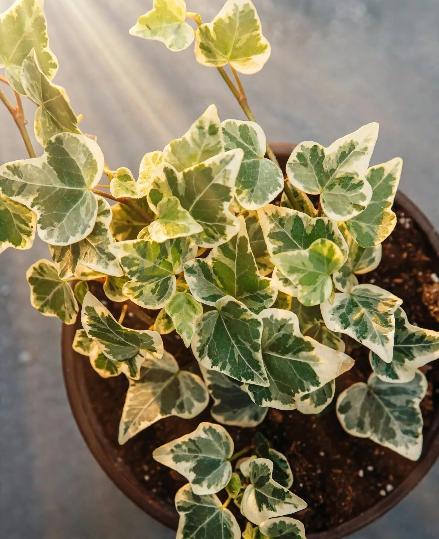 English Ivy