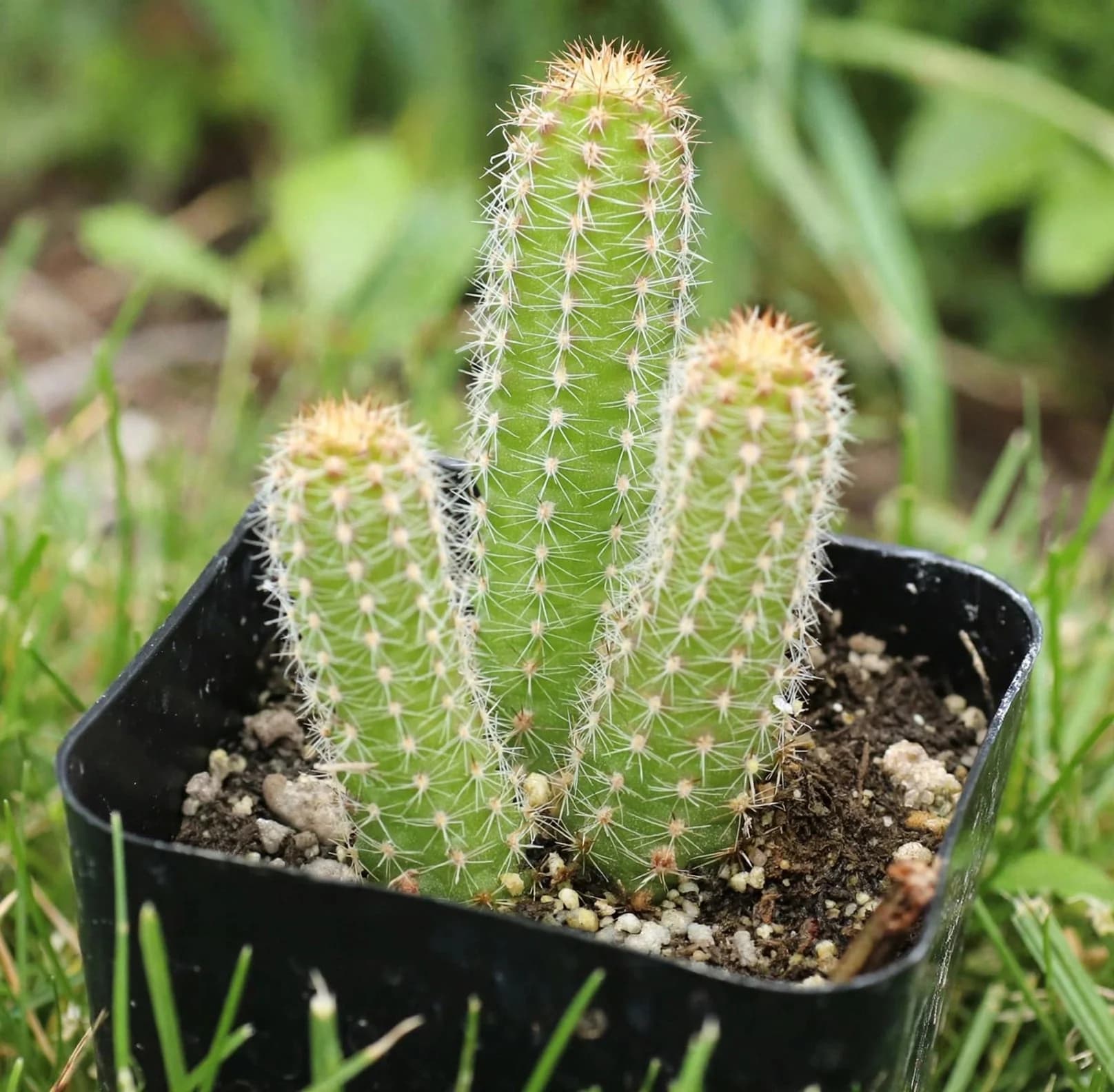 Peanut Cactus